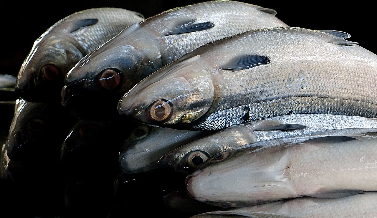 Rellenong Bangus: Stuffed Milkfish for a U.S. Kitchen - Sleek and silvery, beloved because of its mild, sweet flesh, and its melt-in the-mouth belly fat, bangus is a favorit.